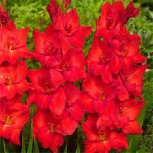 Gladiolus Oscar 